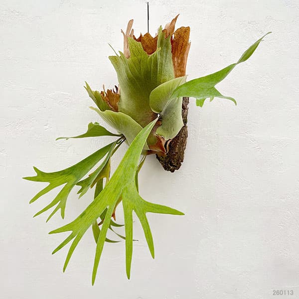 観葉植物 （わけあり特価）ビカクシダ（コウモリラン） フーンシキ