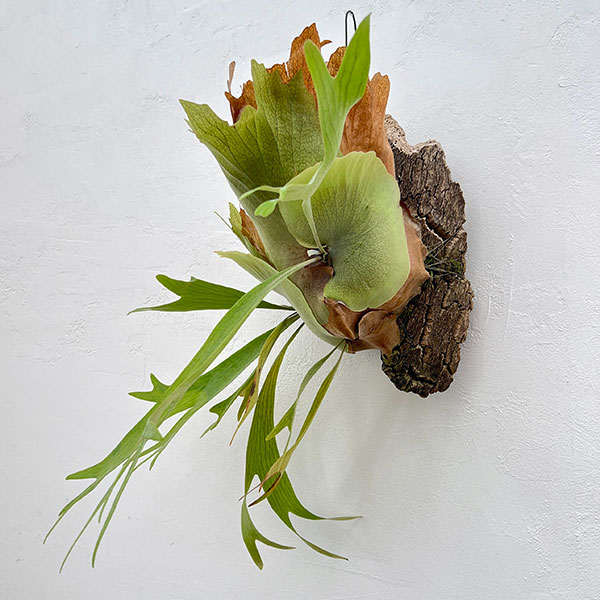 ビカクシダ 板付のおすすめ人気商品一覧 通販 - Yahoo!ショッピング