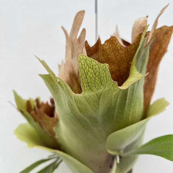 観葉植物 （わけあり特価）ビカクシダ（コウモリラン） フーンシキ