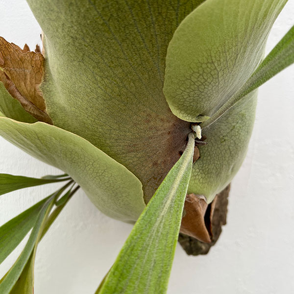 観葉植物 （わけあり特価）ビカクシダ（コウモリラン） フーンシキ