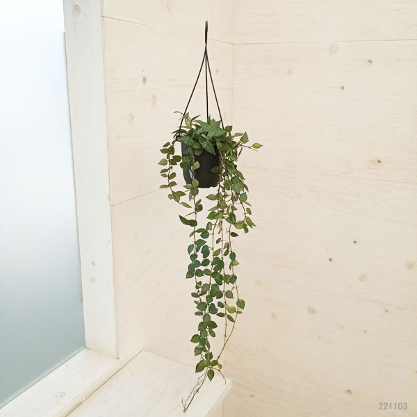 観葉植物/ホヤ：クローニアナ　4号吊り鉢