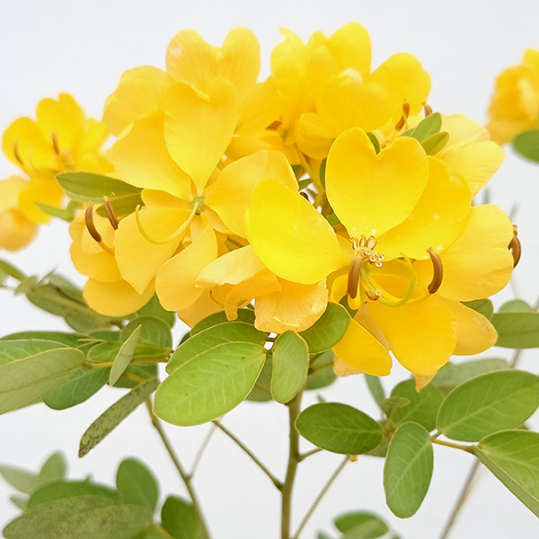 カッシア 黄色い天使3.5号ポットの詳細画像3