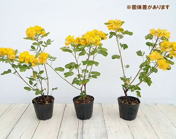 カッシア 黄色い天使3.5号ポットの詳細画像5