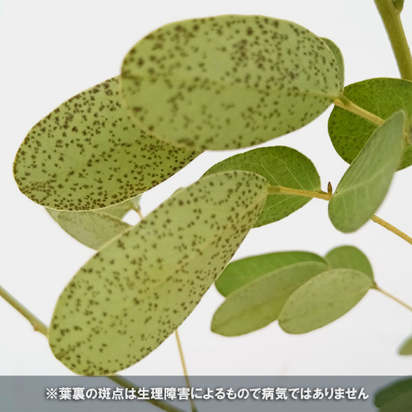 カッシア 黄色い天使3.5号ポットの詳細画像4