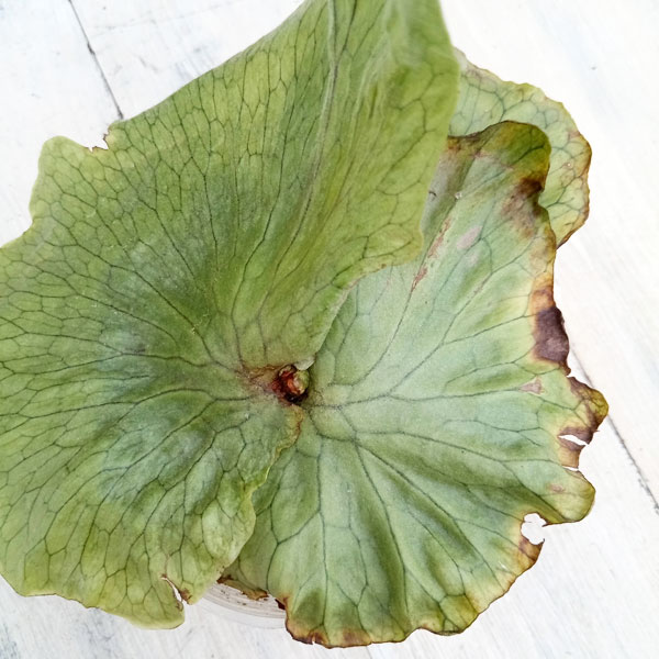 ビカクシダ 板付のおすすめ人気商品一覧 通販 - Yahoo!ショッピング