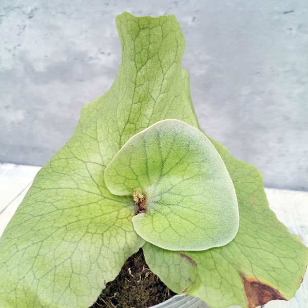 観葉植物 ビカクシダ(コウモリラン) ステマリ...の詳細画像2