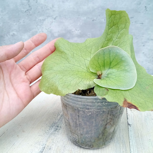 観葉植物 ビカクシダ(コウモリラン) ステマリ...の詳細画像3