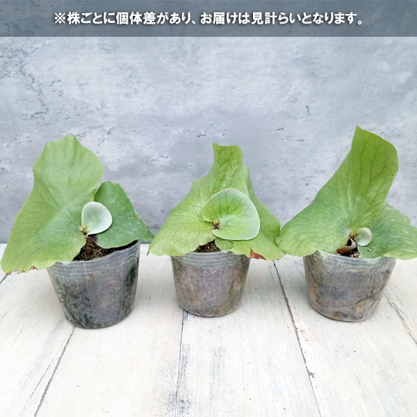 ビカクシダ 胞子の商品一覧 通販 - Yahoo!ショッピング