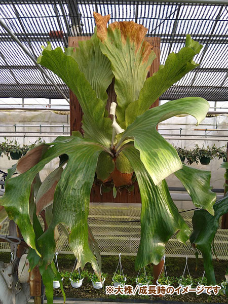 観葉植物 ビカクシダ(コウモリラン) ステマリ...の詳細画像5