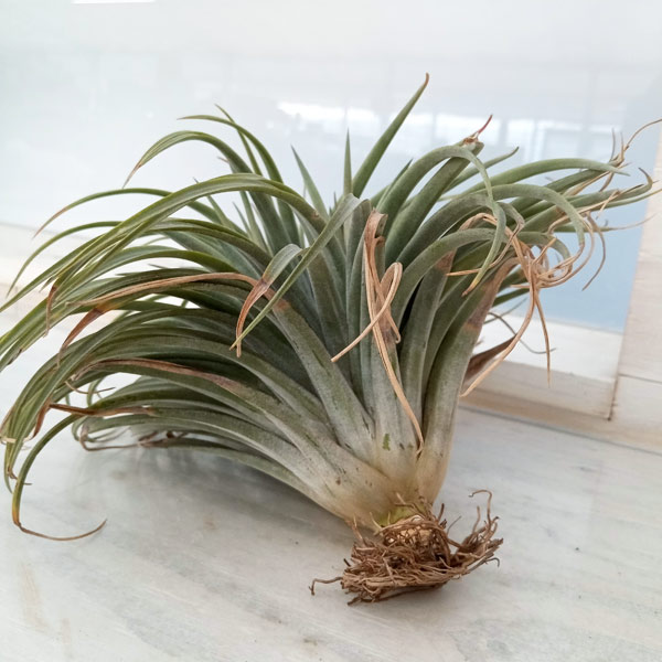 観葉植物 （わけあり特価）チランジア T.Orenge Time No.1 : 園芸