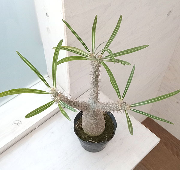 観葉植物 パキポディウム グラキリス4号（国内実生株） 22-03 : 園芸