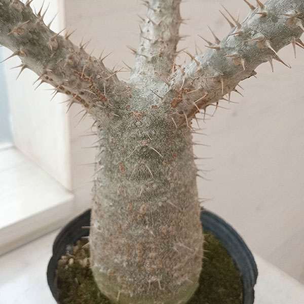 観葉植物 パキポディウム グラキリス4号（国内実生株） 22-03 : 園芸