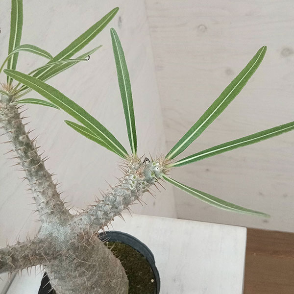 観葉植物 パキポディウム グラキリス4号（国内実生株） 22-03 : 園芸