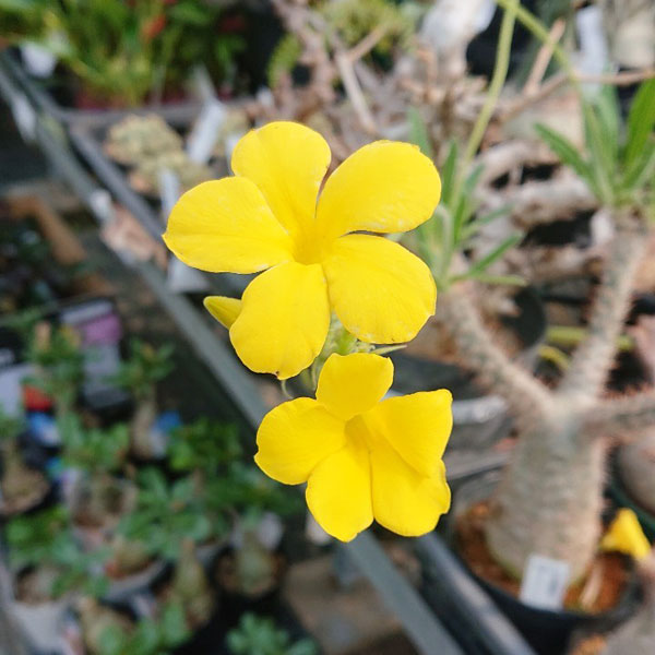 パキポディウム・グラキリスのおすすめ人気商品一覧 通販 - Yahoo