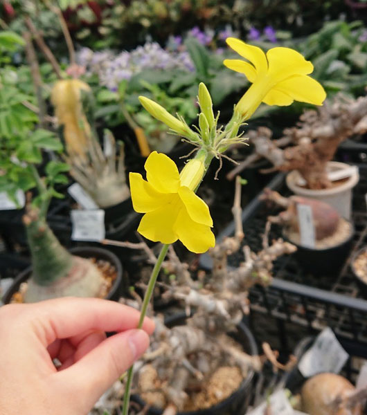 グラキリスのおすすめ人気商品一覧 通販 - Yahoo!ショッピング