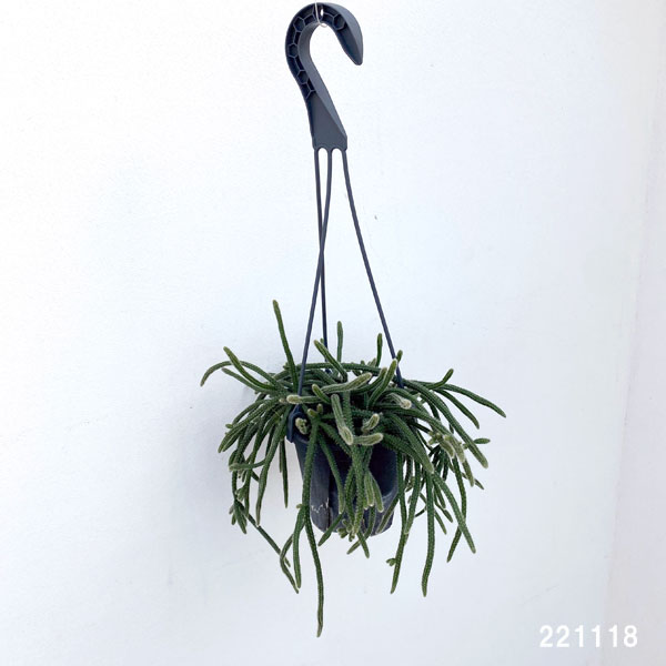 観葉植物 リプサリス ホリダ 4号吊り鉢の詳細画像2