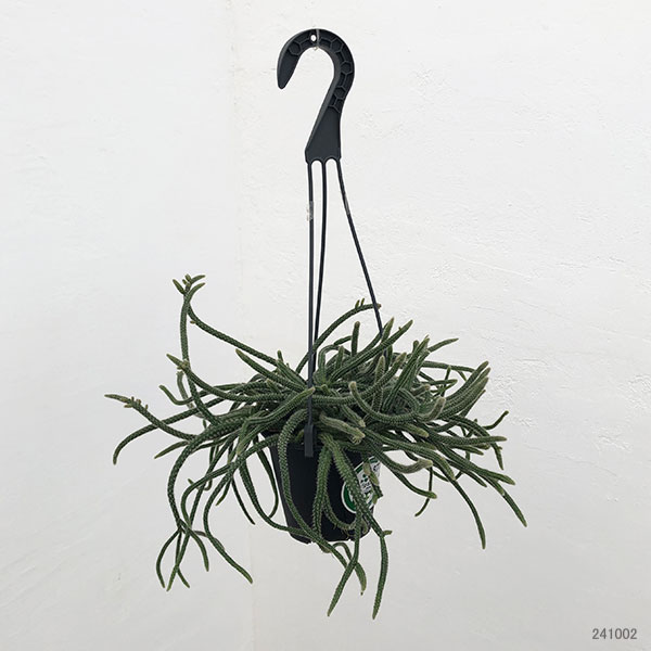 観葉植物 リプサリス ホリダ 4号吊り鉢の詳細画像1