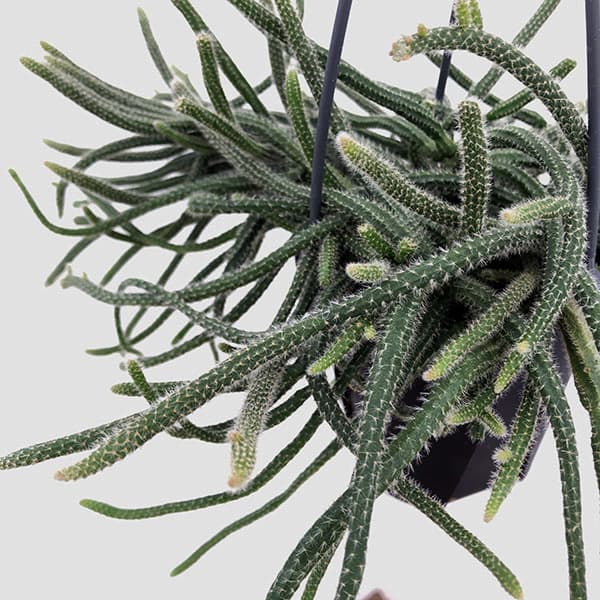 観葉植物 リプサリス ホリダ 4号吊り鉢の詳細画像3