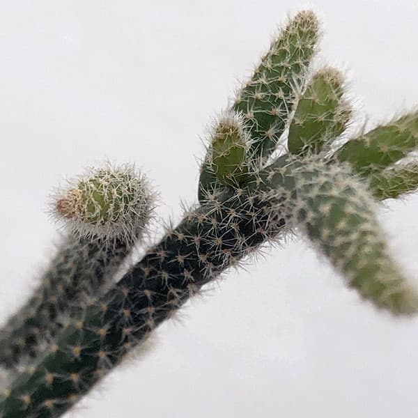 観葉植物 リプサリス ホリダ 4号吊り鉢の詳細画像4