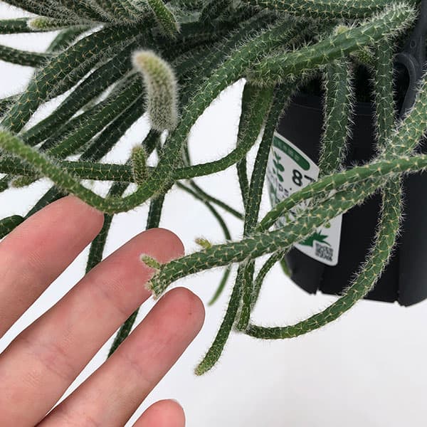 観葉植物 リプサリス ホリダ 4号吊り鉢の詳細画像5