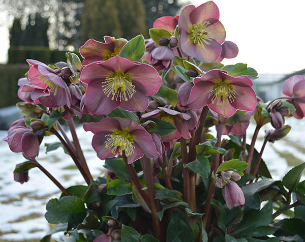 クリスマスローズのおすすめ人気商品一覧 通販 - Yahoo!ショッピング