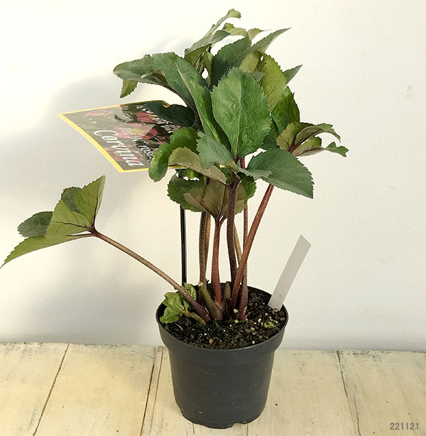 園芸ネット - クリスマスローズ開花株｜Yahoo!ショッピング