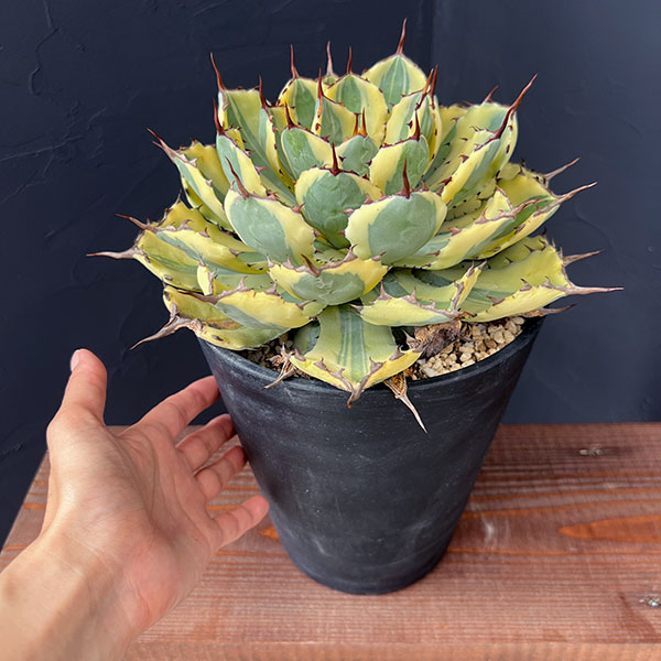 アガベ リュウゼツランのおすすめ人気商品一覧 通販 - Yahoo!ショッピング