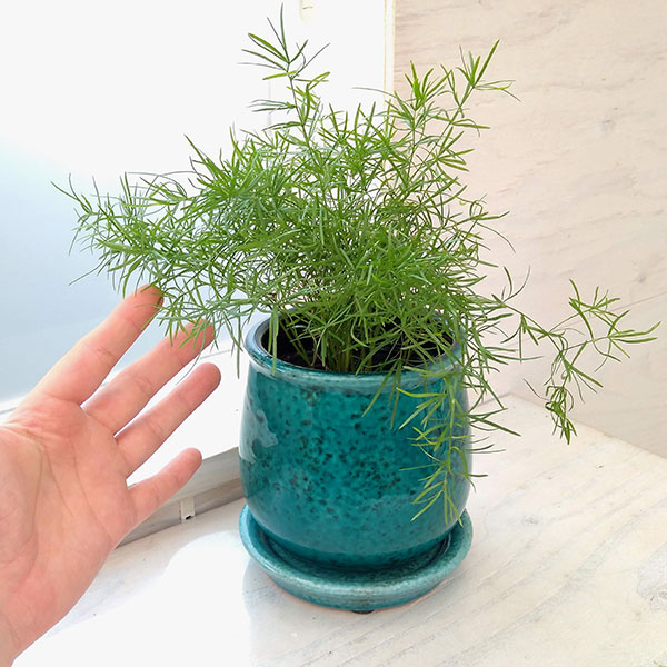 アスパラガス 観葉植物（観葉植物） | 花、ガーデニング の