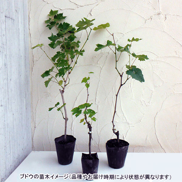 果樹の苗 ブドウ：巨峰（キョホウ）挿木苗4〜5号ポット - 果樹