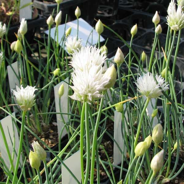 草花の苗 26年10月中下旬予約 アリウム 白...の詳細画像1