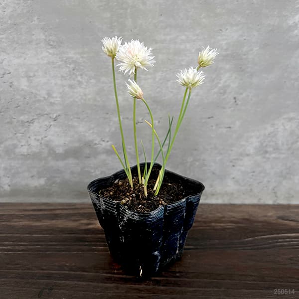 草花の苗 26年10月中下旬予約 アリウム 白...の詳細画像4