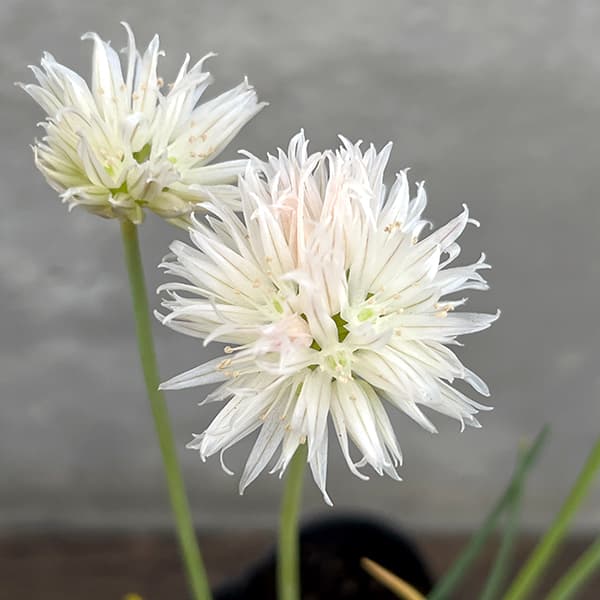 草花の苗 26年10月中下旬予約 アリウム 白...の詳細画像5