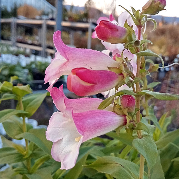 【専用】ペンステモン　アラベスク　アップルブロッサム ②ポット苗、その他 草花の苗 ペンステモン アラベスク アップルブロッサム3.5号ポット