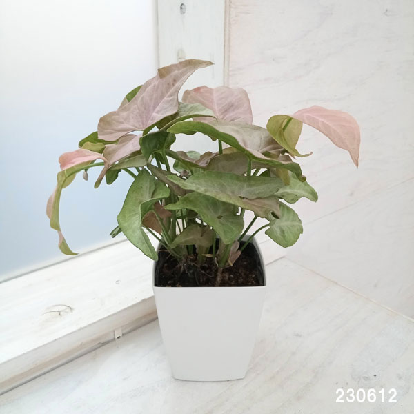 観葉植物/シンゴニウム：ピンクスポット 3号｜engei｜02