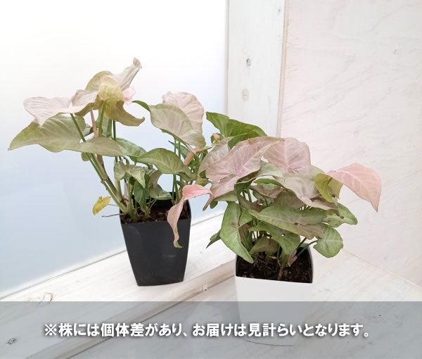 観葉植物/シンゴニウム：ピンクスポット 3号｜engei｜06