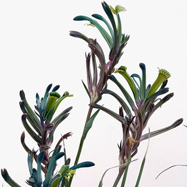 カンガルーポーのおすすめ人気商品一覧 通販 - Yahoo!ショッピング