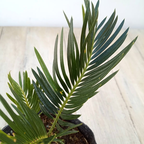 観葉植物 ソテツ（実生株）3号 : 園芸ネット - 通販 - Yahoo!ショッピング