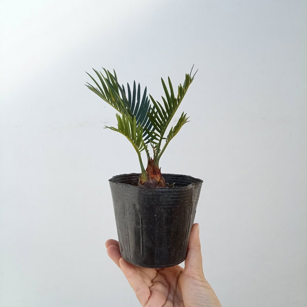蘇鉄園芸のおすすめ人気商品一覧 通販 - Yahoo!ショッピング