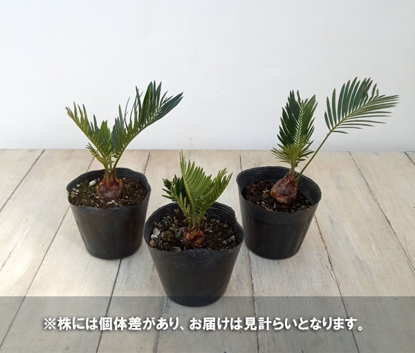 観葉植物 ソテツ（実生株）3号 : 園芸ネット - 通販 - Yahoo!ショッピング