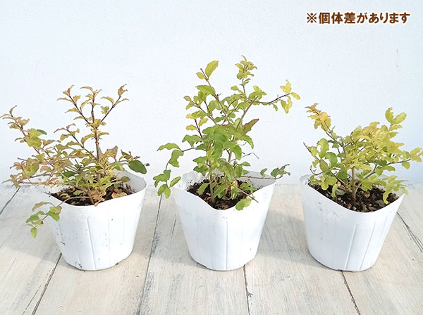 花木 庭木の苗/ゴールドプリペット3.5号ポット｜engei｜04