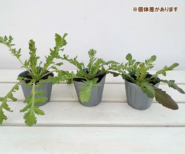 草花の苗 26年12月上中旬予約 ポピー アメ...の詳細画像2