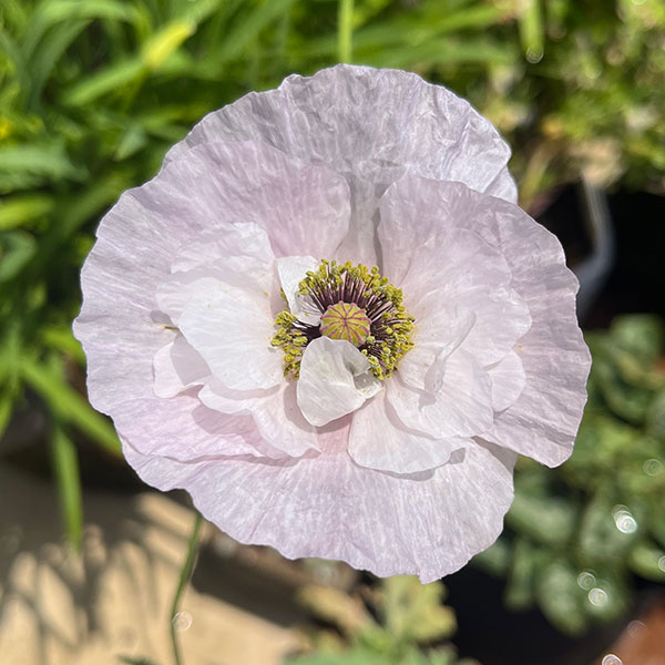 オリエンタルポピー 苗（苗） | 花、ガーデニング のおすすめ人気商品