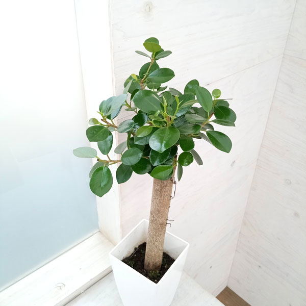 観葉植物 ガジュマル パンダガジュマル 6号鉢植え* : 園芸ネット