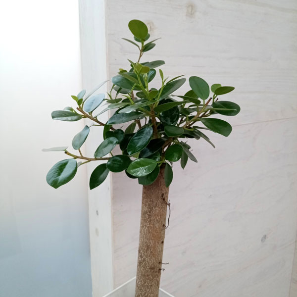 観葉植物 ガジュマル パンダガジュマル 6号鉢植え* : 園芸ネット