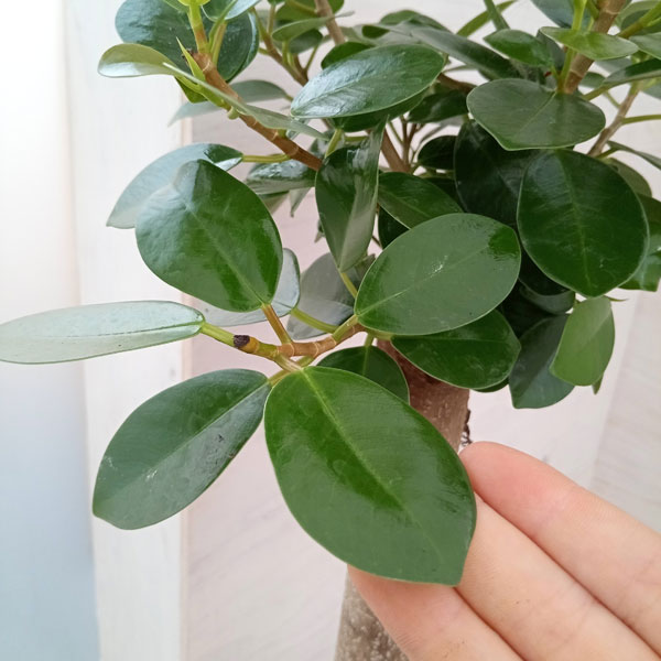 観葉植物 ガジュマル パンダガジュマル 6号鉢植え* : 園芸ネット