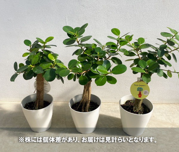 観葉植物 パンダガジュマルの商品一覧 通販 - Yahoo!ショッピング