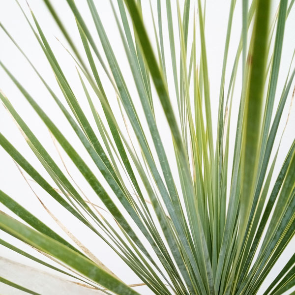 観葉植物 ユッカ ロストラータ 9号22-04 送料無料 : 園芸ネット - 通販
