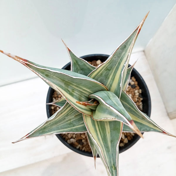 観葉植物 （わけあり特価）サンセベリア ピングイキュラ 縞斑入り 3.5