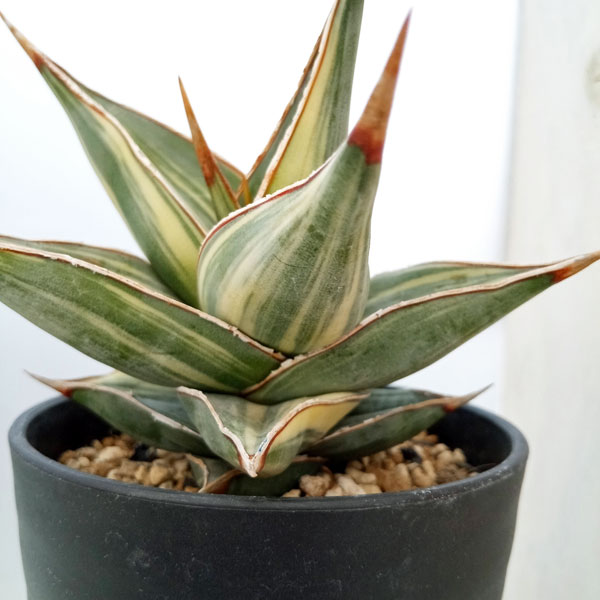 観葉植物 （わけあり特価）サンセベリア ピングイキュラ 縞斑入り 3.5