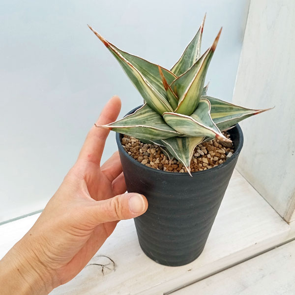 観葉植物 （わけあり特価）サンセベリア ピングイキュラ 縞斑入り 3.5